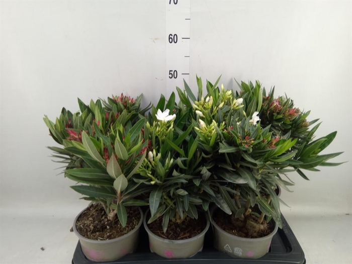 <h4>Nerium oleander   ...</h4>