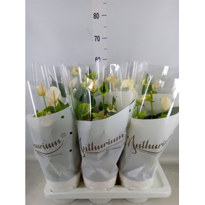 Anthurium andr. 'White Champion'