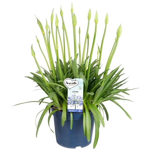 <h4>Agapanthus Amourette Superb</h4>