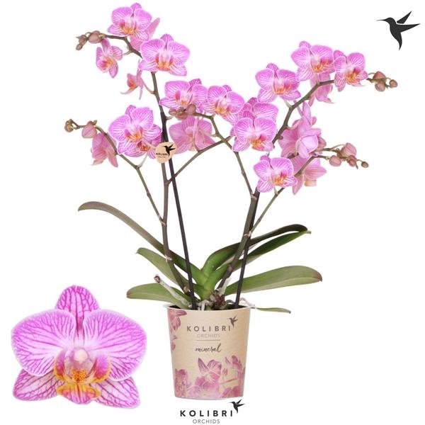 <h4>Phalaenopsis Multifloratypes Honeybee</h4>