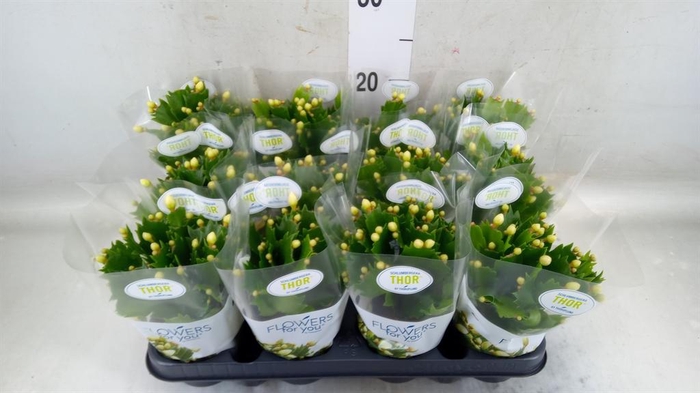 <h4>Schlumbergera ...</h4>