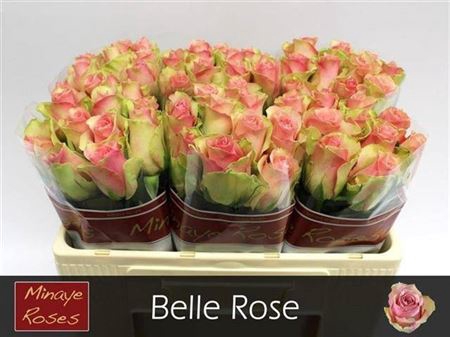 <h4>Rosa grootbloemig Belle Rose</h4>