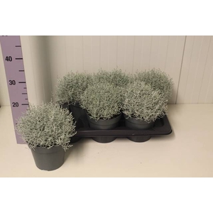 LEUCOPH BROWNII