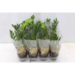 ZAMIOCULCAS P09