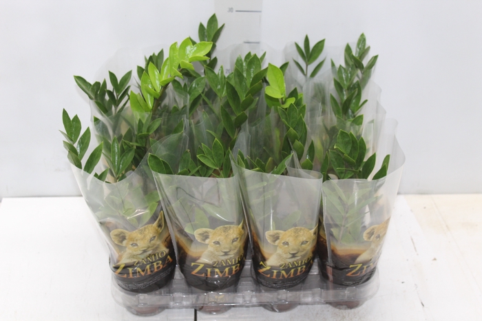 <h4>ZAMIOCULCAS P09</h4>