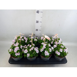 Pelargonium gran.   ..