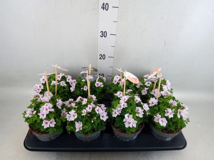 <h4>Pelargonium gran.   ..</h4>