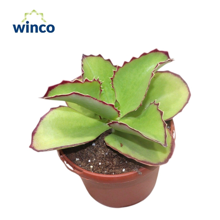 <h4>Kalanchoe Synsepala</h4>