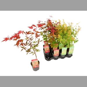ACER PALMATUM