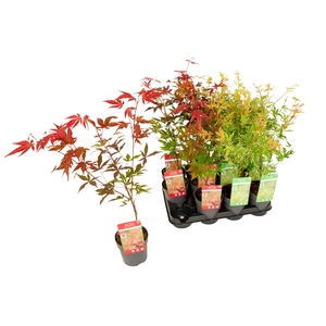 ACER PALMATUM