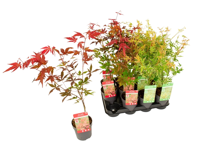 <h4>ACER PALMATUM</h4>