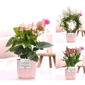 Mixtray Anthurium / Jasmijn /Zantedeschia in P&P Fleur keramiek