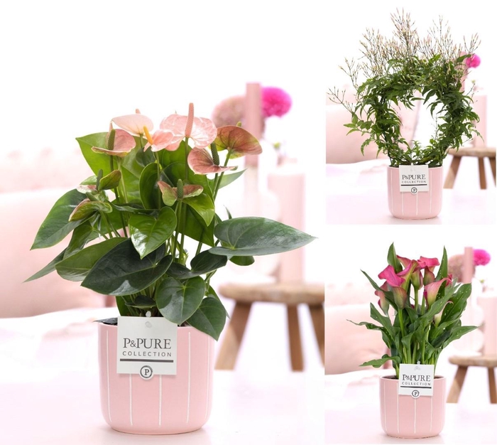 <h4>Mixtray Anthurium / Jasmijn /Zantedeschia in P&P Fleur keramiek</h4>