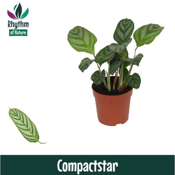 <h4>Ctenanthe setosa 'Compactstar'</h4>