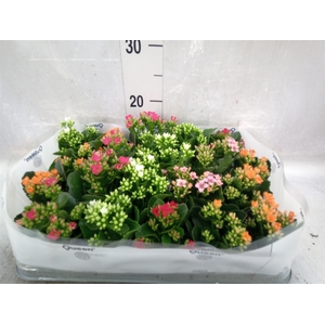 Kalanchoe blos.   ..mix 5