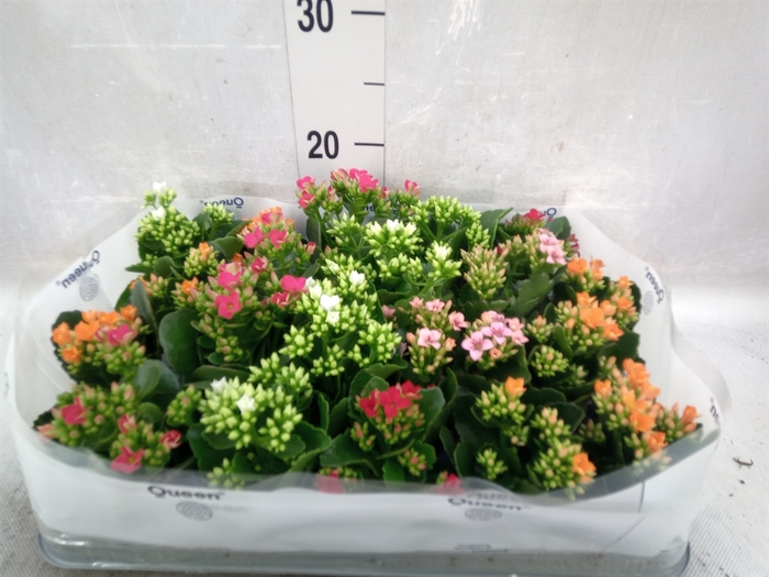 Kalanchoe blos.   ..mix 5