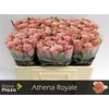 R Gr Athena Royale X10