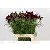 Cosmos Bordeaux