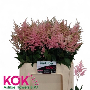 Astilbe Overig Dark Pink New
