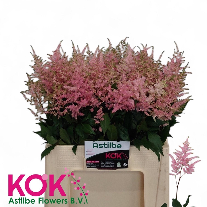 <h4>Astilbe Overig Dark Pink New</h4>