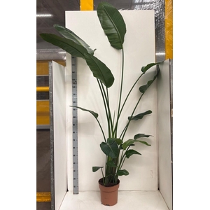 STRELITZIA NICOLAI