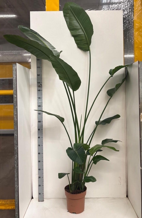 <h4>STRELITZIA NICOLAI</h4>