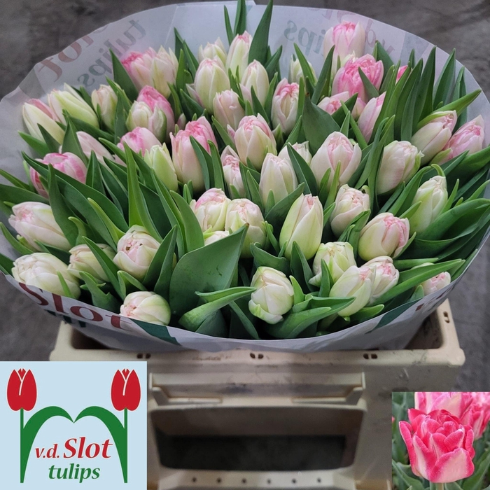 <h4>TU DU PINK DELIGHT</h4>