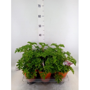 Pelargonium graveolens