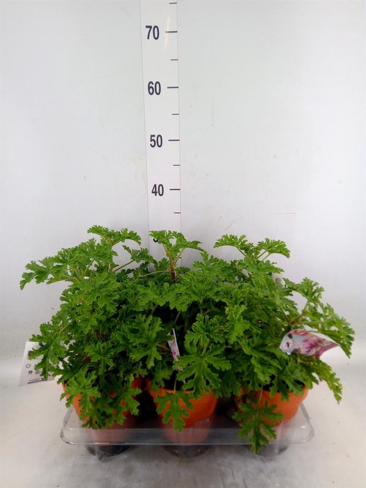 <h4>Pelargonium graveolens</h4>