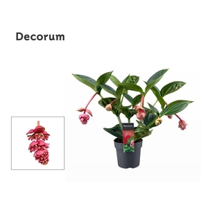 Medinilla Magnifica Lambada 2 etage 5 knop (Decorum)