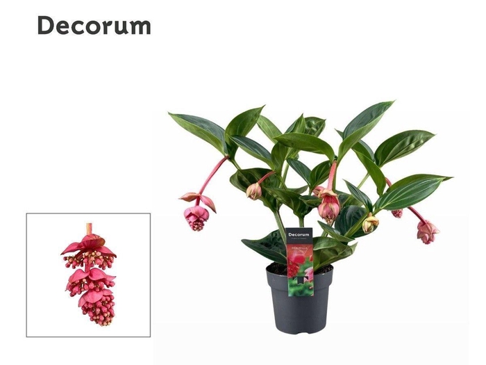 <h4>Medinilla Magnifica Lambada 2 etage 5 knop (Decorum)</h4>
