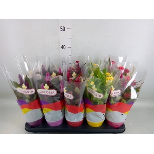 Celosia arg.   ...mix