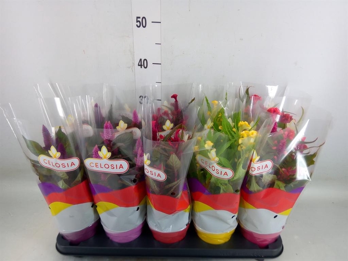 <h4>Celosia arg.   ...mix</h4>