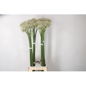 Allium Mount Everest