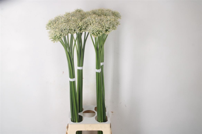 <h4>Allium Mount Everest</h4>