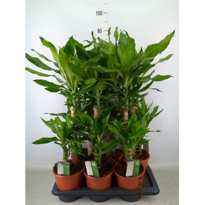 Dracaena frag. 'Steudneri'