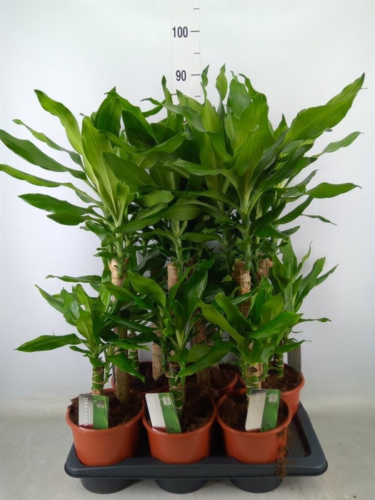 <h4>Dracaena frag. 'Steudneri'</h4>