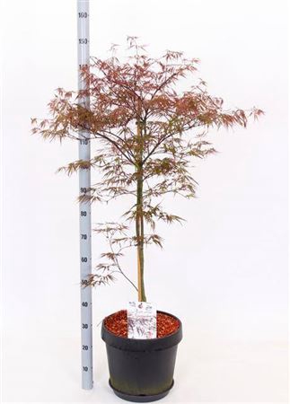 <h4>Acer Pa Firecracker</h4>