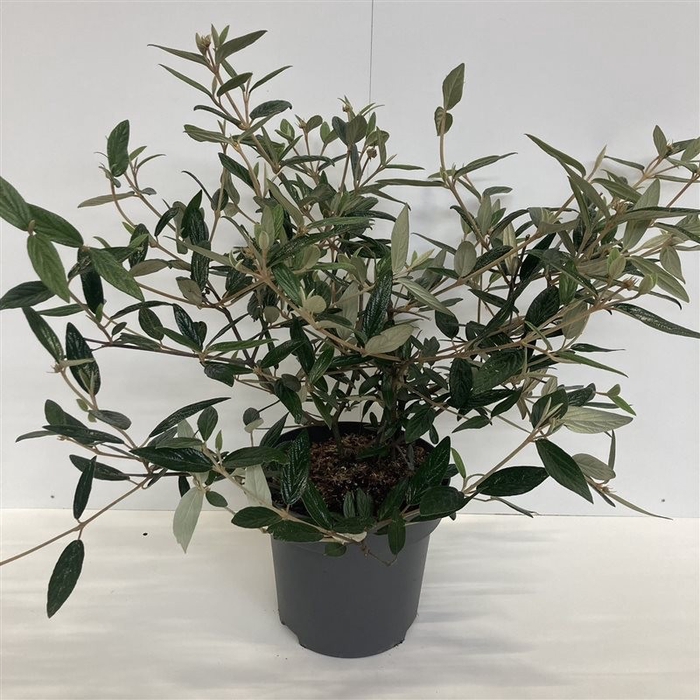 <h4>Viburnum pragense C12 60-80</h4>