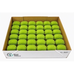 Sier Cucumis Maureen X30 Holl