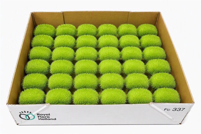 <h4>Sier Cucumis Maureen X30 Holl</h4>