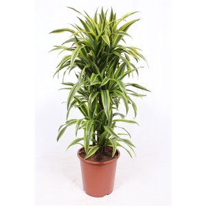 Dracaena Lemon Lime