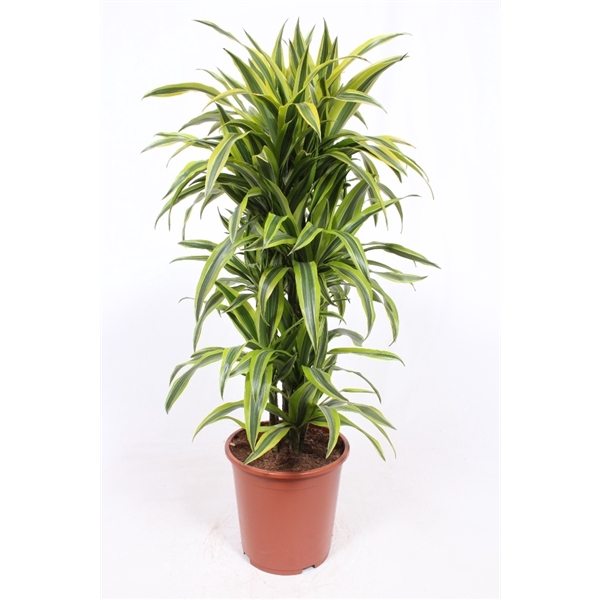 <h4>Dracaena Lemon Lime</h4>