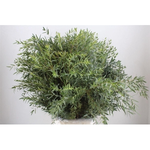 Euca Parvifolia 300gr P Bunch