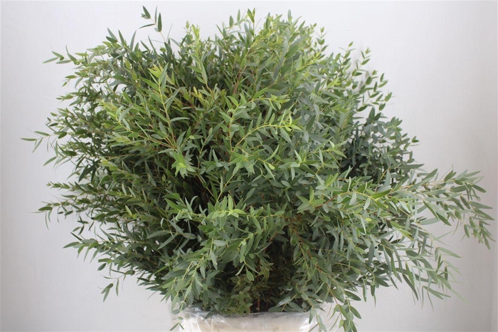<h4>Euca Parvifolia 300gr P Bunch</h4>