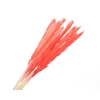 Pampas Fluffy Pink