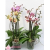 PHAL GEM