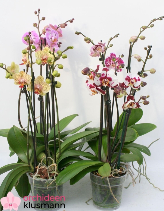 PHAL GEM