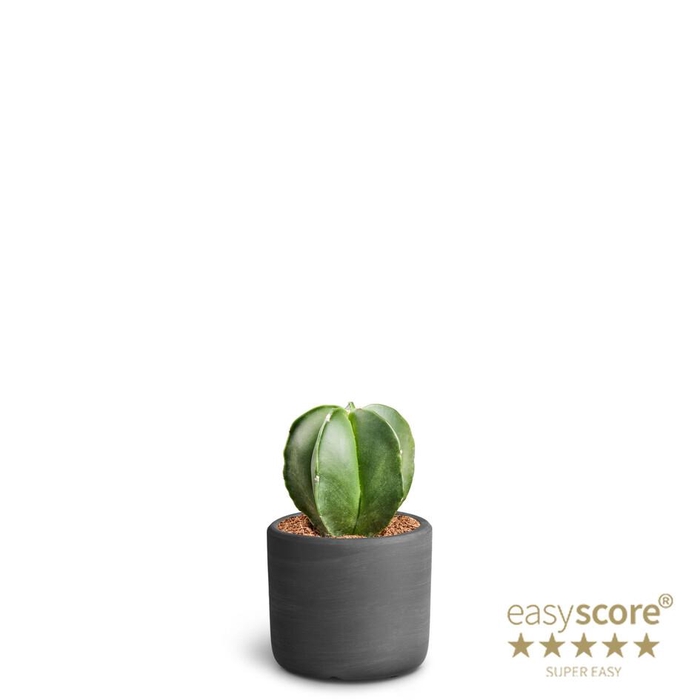 <h4>ASTROPHYTYM MYRIOSTIGMA P7 RAW BLACK</h4>