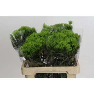 Dianthus Br Kiwi Mellow